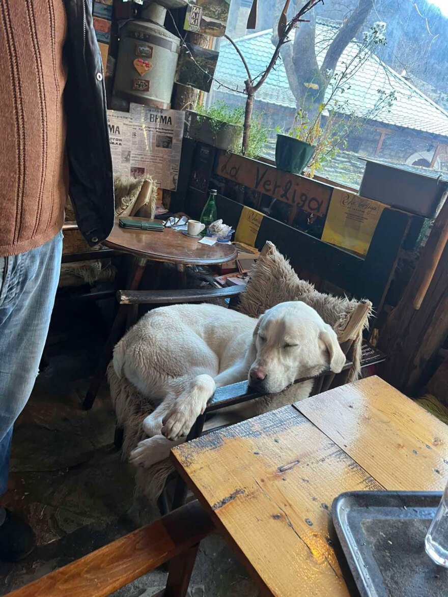 Σκύλος επέζησε 9 μέρες σε υψόμετρο 1.900 μ. στο Μέτσοβο, τον εντόπισαν τυχαία ορειβάτες και τον επέστρεψαν στον ιδιοκτήτη του, δείτε βίντεο