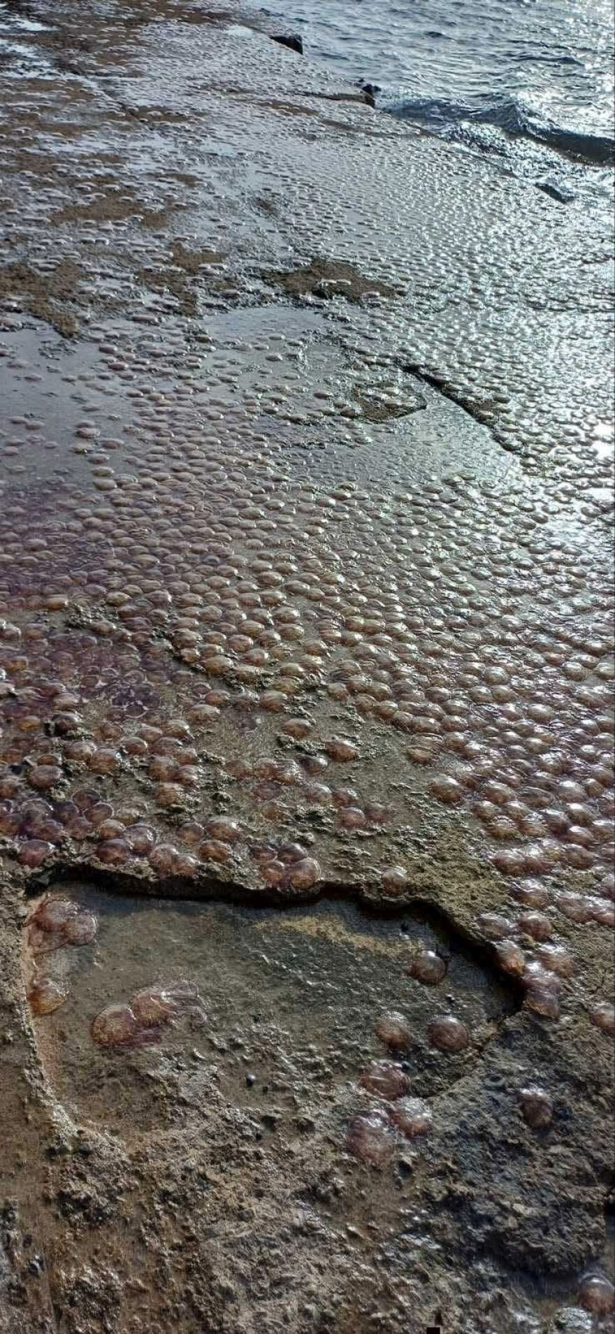 Εκατοντάδες μέδουσες ξεβράστηκαν σε παραλία της Εύβοιας