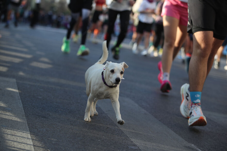 Διαγωνιζόμενος έτρεξε με μωρό στην αγκαλιά, άλλος μαζί με τον σκύλο του, δείτε όσα έγιναν στον Ημιμαραθώνιο της Αθήνας