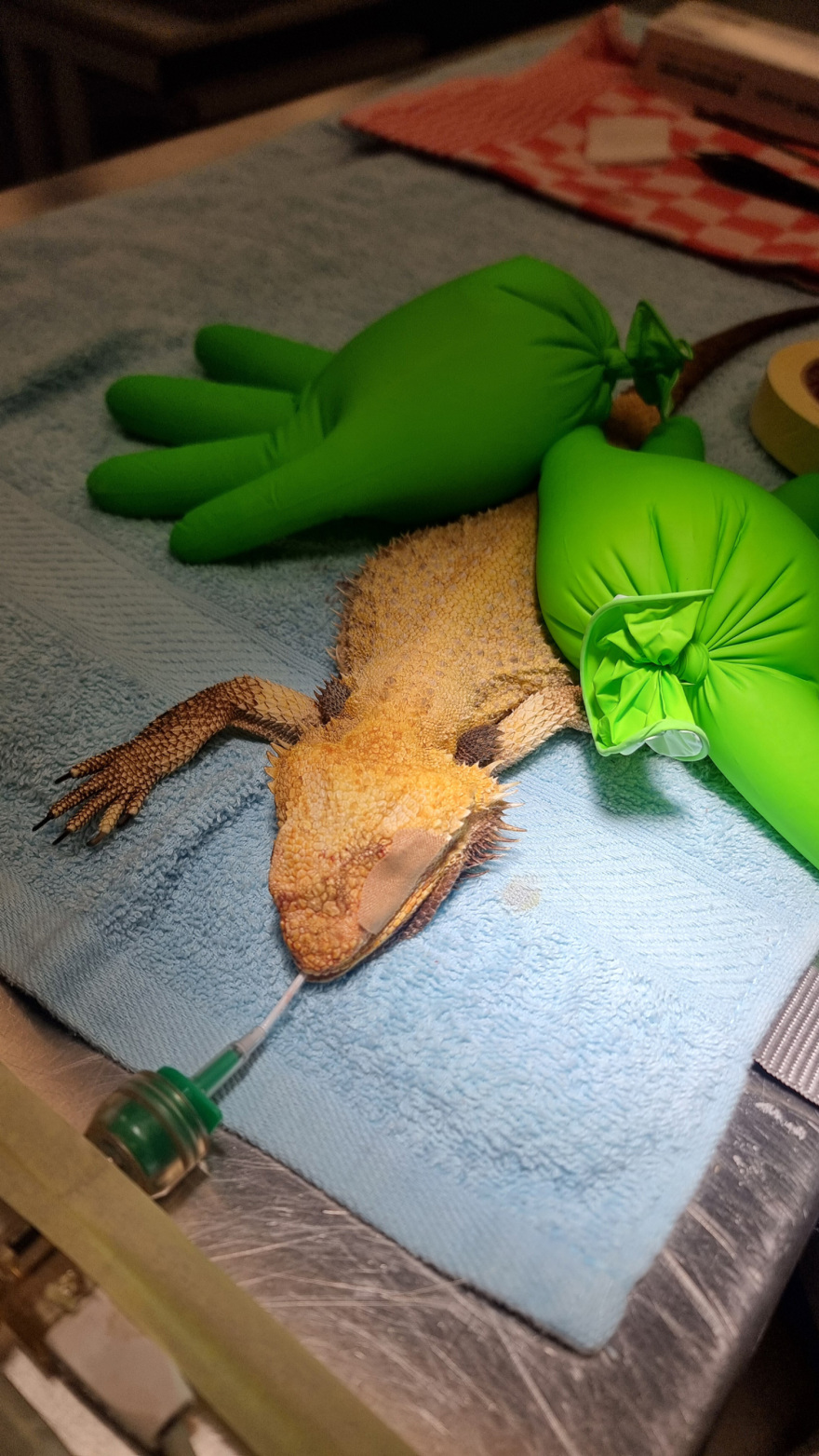 Ο κτηνίατρος που γύρισε από τη ζούγκλα: Ο Μανώλης Κουμαντάκης έσωσε μυρμηγκοφάγο στον Αμαζόνιο και τώρα περιθάλπει ιγκουάνα στην Αθήνα, δείτε φωτογραφίες