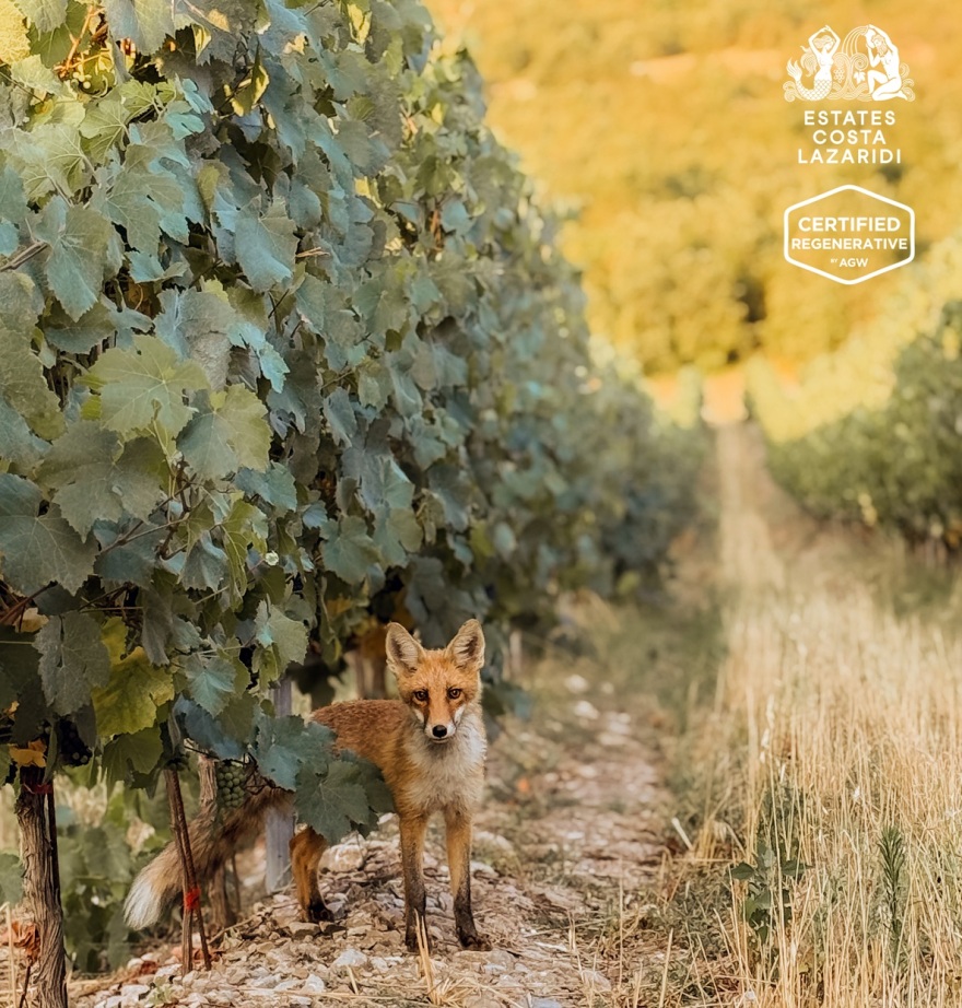 Estates Costa Lazaridi: Οι πρωτοπόροι οινοποιοί που επαναπροσδιορίζουν την καλλιέργεια του αμπελιού 