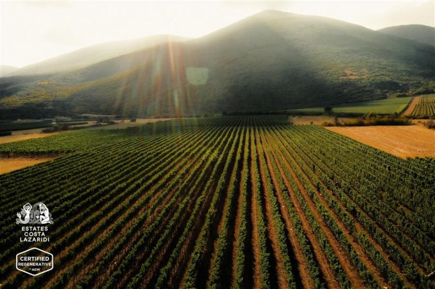 Estates Costa Lazaridi: Οι πρωτοπόροι οινοποιοί που επαναπροσδιορίζουν την καλλιέργεια του αμπελιού 