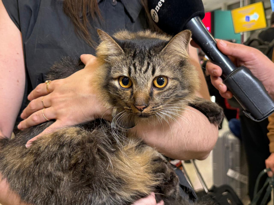 Ολοκληρώθηκε με επιτυχία η επιχείρηση «Κιβωτός», επέστρεψαν από το Ντουμπάι 90 ιδιοκτήτες με περίπου 100 ζώα, δείτε βίντεο και φωτογραφίες