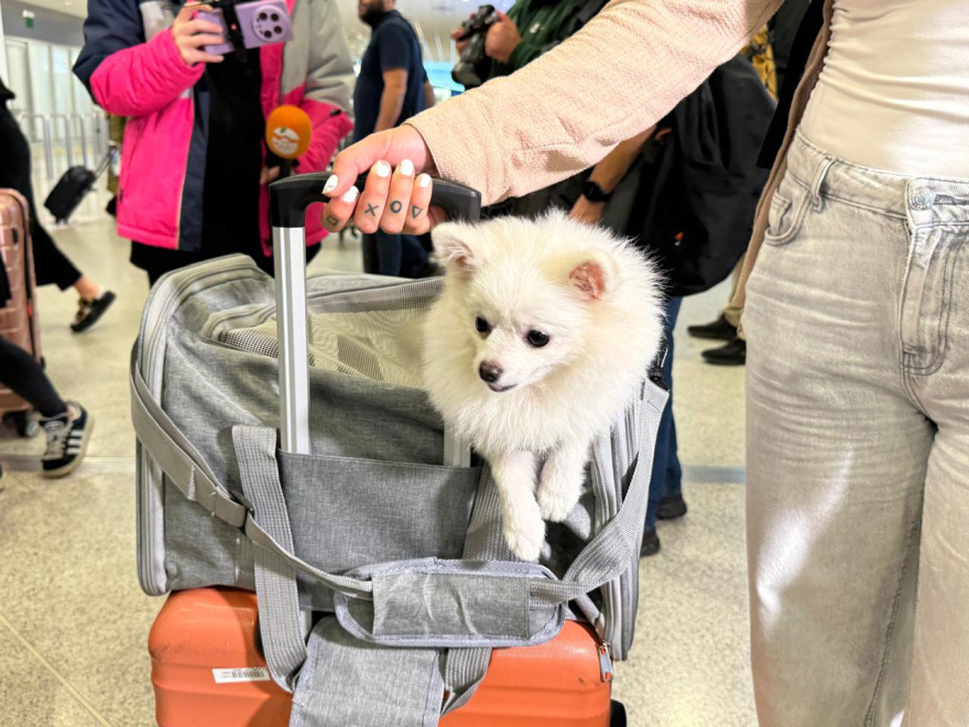 Ολοκληρώθηκε με επιτυχία η επιχείρηση «Κιβωτός», επέστρεψαν από το Ντουμπάι 90 ιδιοκτήτες με περίπου 100 ζώα, δείτε βίντεο και φωτογραφίες