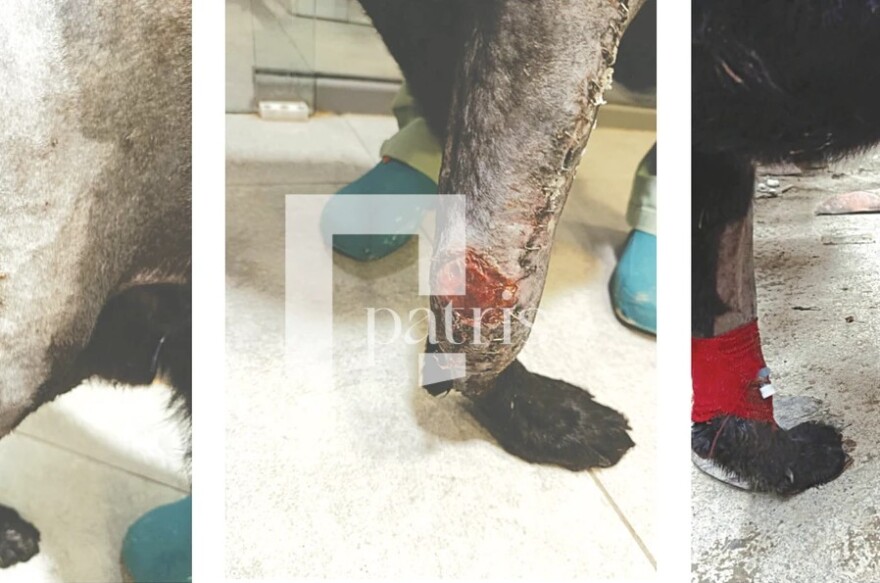 Αγωνία για την τύχη δεκάδων ζώων στο κυνοκομείο Ηρακλείου: Απουσία κτηνιάτρου και σοβαρές ελλείψεις καταγγέλλει φιλοζωική οργάνωση