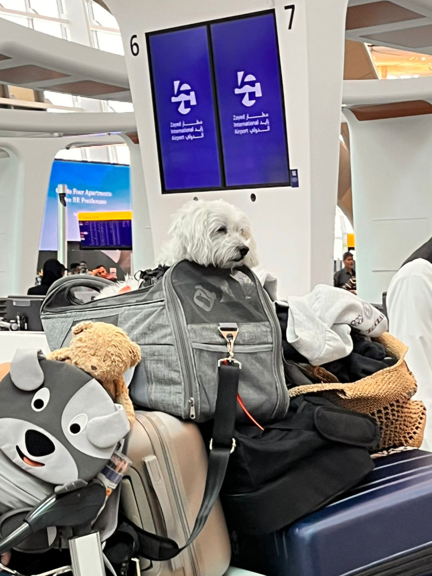 Ολοκληρώθηκε με επιτυχία η επιχείρηση «Κιβωτός», επέστρεψαν από το Ντουμπάι 90 ιδιοκτήτες με περίπου 100 ζώα, δείτε βίντεο και φωτογραφίες