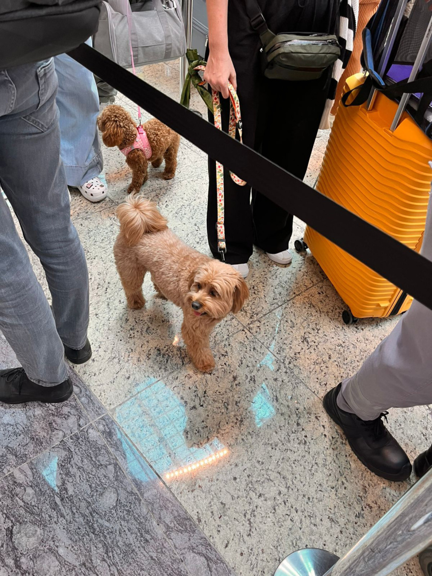 Ολοκληρώθηκε με επιτυχία η επιχείρηση «Κιβωτός», επέστρεψαν από το Ντουμπάι 90 ιδιοκτήτες με περίπου 100 ζώα, δείτε βίντεο και φωτογραφίες