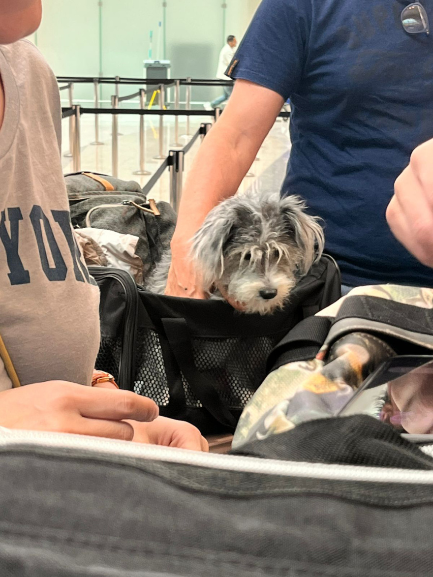 Ολοκληρώθηκε με επιτυχία η επιχείρηση «Κιβωτός», επέστρεψαν από το Ντουμπάι 90 ιδιοκτήτες με περίπου 100 ζώα, δείτε βίντεο και φωτογραφίες