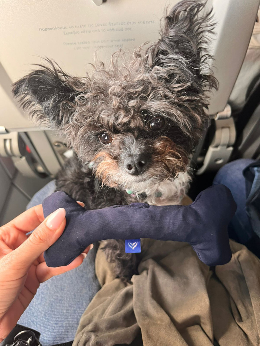 Ολοκληρώθηκε με επιτυχία η επιχείρηση «Κιβωτός», επέστρεψαν από το Ντουμπάι 90 ιδιοκτήτες με περίπου 100 ζώα, δείτε βίντεο και φωτογραφίες