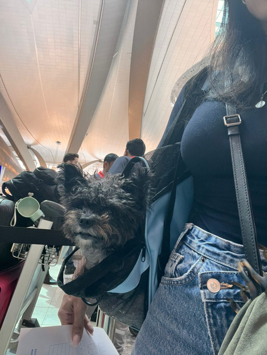 Ολοκληρώθηκε με επιτυχία η επιχείρηση «Κιβωτός», επέστρεψαν από το Ντουμπάι 90 ιδιοκτήτες με περίπου 100 ζώα, δείτε βίντεο και φωτογραφίες