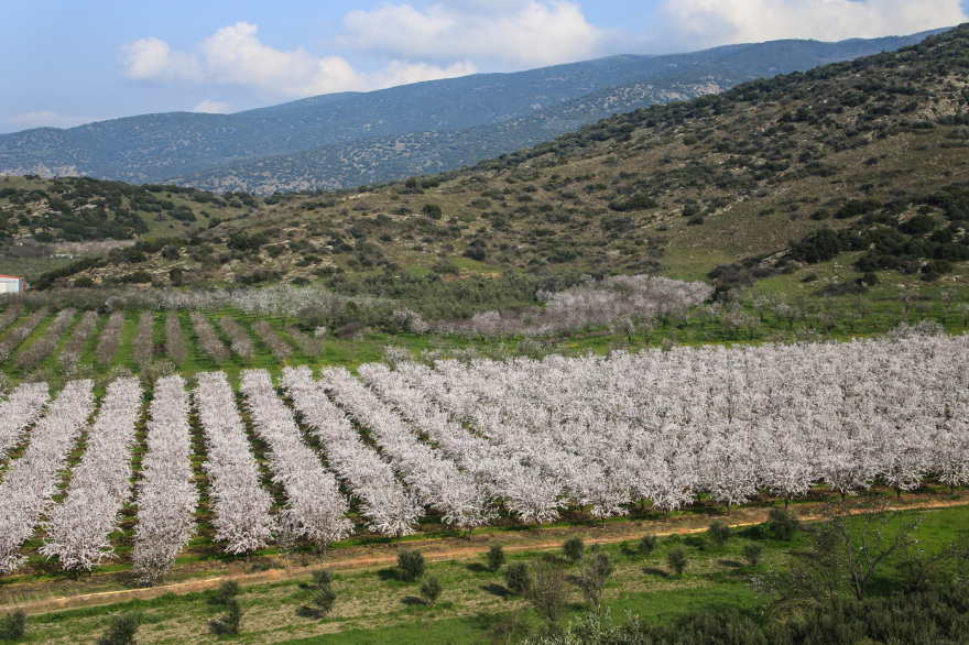Σαν πίνακας ζωγραφικής: Η Λάρισα «ντύθηκε» στα λευκά από τις ανθισμένες αμυγδαλιές, δείτε εικόνες