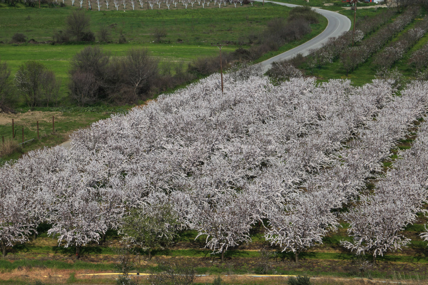 Σαν πίνακας ζωγραφικής: Η Λάρισα «ντύθηκε» στα λευκά από τις ανθισμένες αμυγδαλιές, δείτε εικόνες