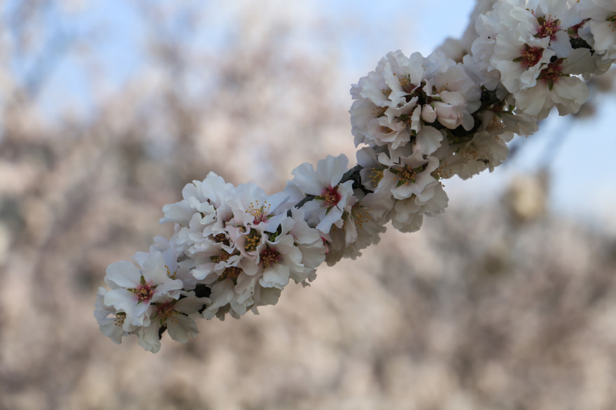 Σαν πίνακας ζωγραφικής: Η Λάρισα «ντύθηκε» στα λευκά από τις ανθισμένες αμυγδαλιές, δείτε εικόνες