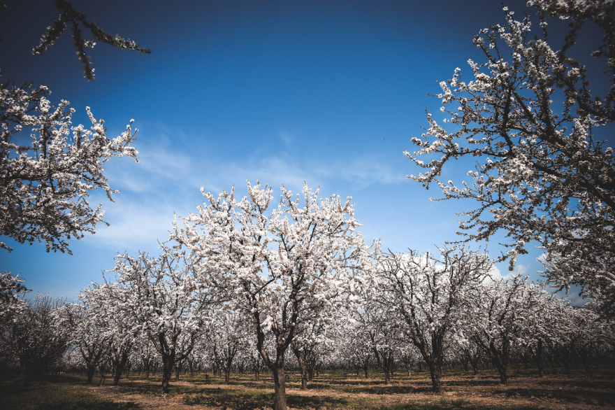 Σαν πίνακας ζωγραφικής: Η Λάρισα «ντύθηκε» στα λευκά από τις ανθισμένες αμυγδαλιές, δείτε εικόνες
