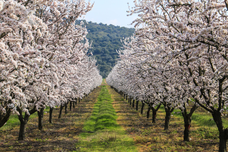 Σαν πίνακας ζωγραφικής: Η Λάρισα «ντύθηκε» στα λευκά από τις ανθισμένες αμυγδαλιές, δείτε εικόνες
