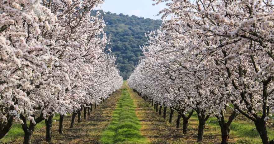 Σαν πίνακας ζωγραφικής: Η Λάρισα «ντύθηκε» στα λευκά από τις ανθισμένες αμυγδαλιές, δείτε εικόνες