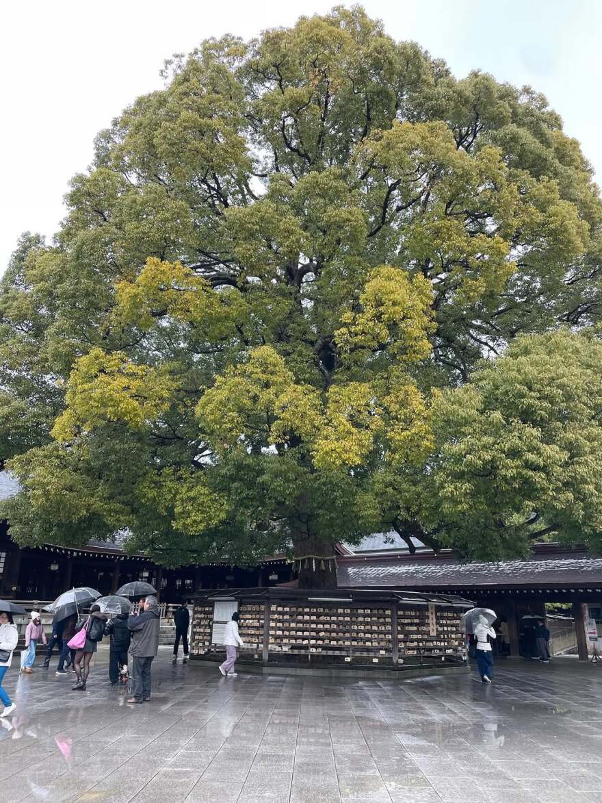 H Γιούλικα Σκαφιδά ανέβασε φωτογραφίες από το ταξίδι της στο Τόκιο