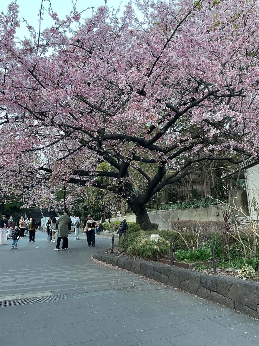 H Γιούλικα Σκαφιδά ανέβασε φωτογραφίες από το ταξίδι της στο Τόκιο