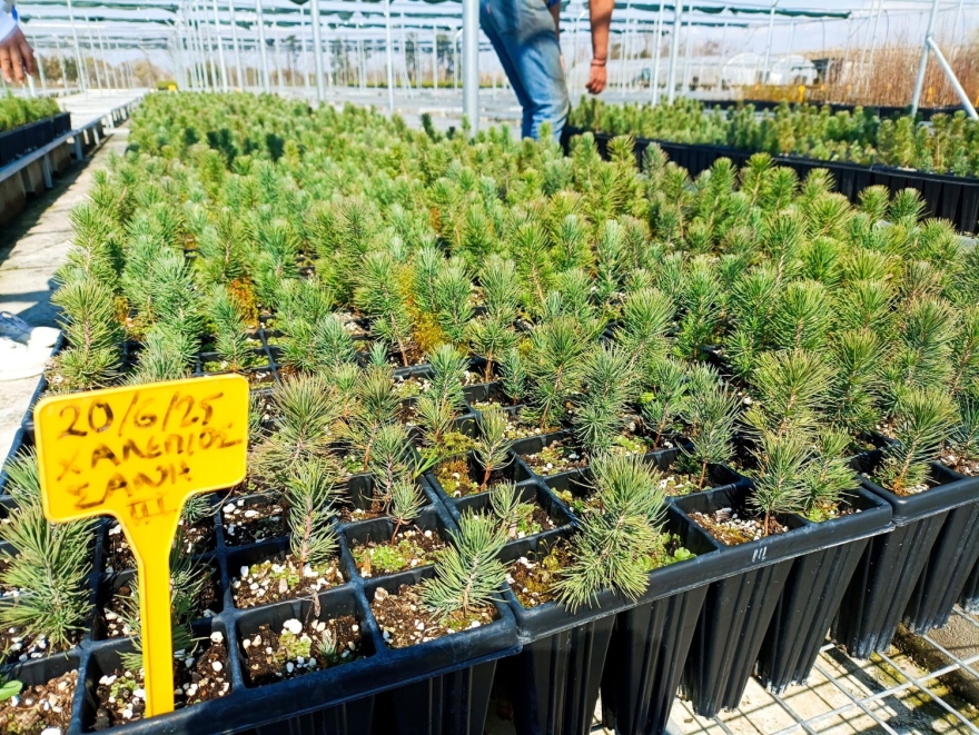 Πρόγραμμα φύτευσης 6.000 δέντρων για την ενίσχυση του παράκτιου πευκοδάσους της Σάνης στη Χαλκιδική