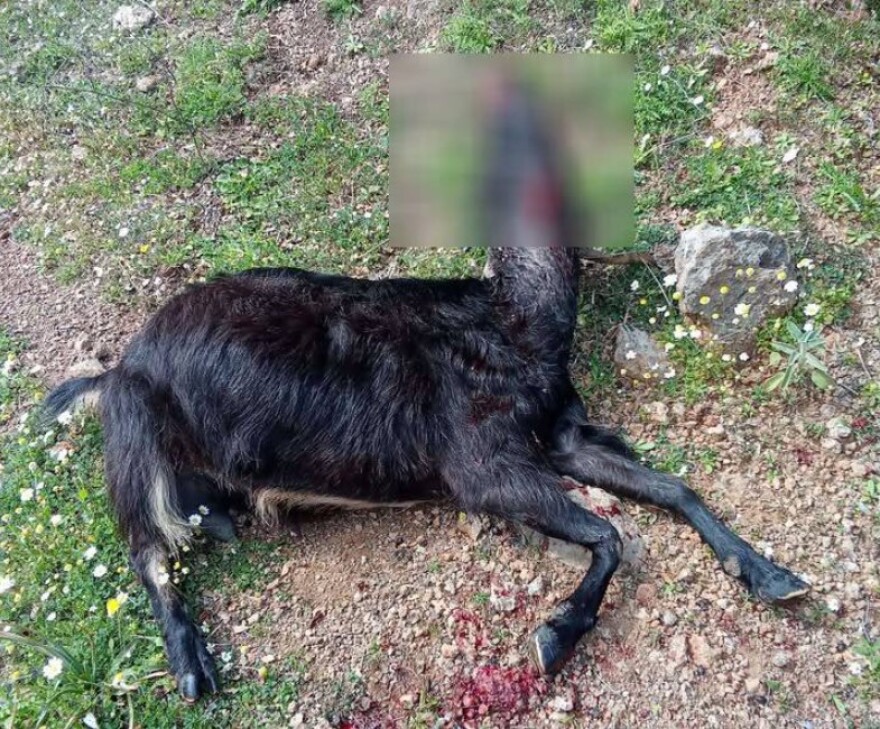 Νέα επίθεση λύκου σε πρόβατα στην Αιτωλοακαρνανία, σε απόγνωση οι κτηνοτρόφοι