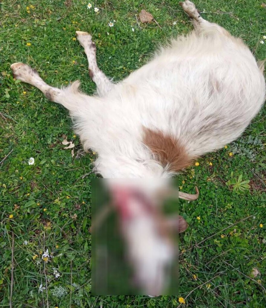 Νέα επίθεση λύκου σε πρόβατα στην Αιτωλοακαρνανία, σε απόγνωση οι κτηνοτρόφοι