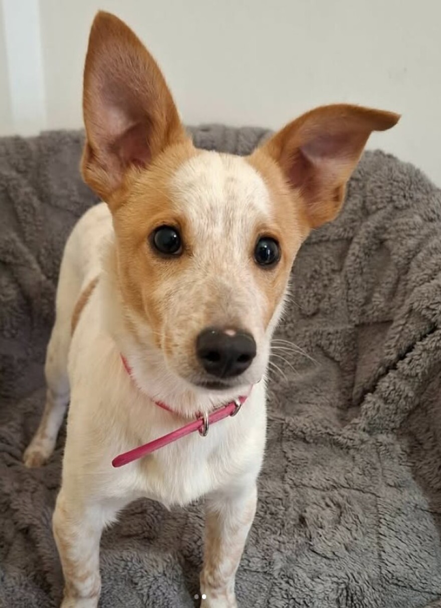 Εγκατέλειψαν σκυλάκι σε στάση λεωφορείου στη Λεμεσό μαζί με τα παιχνίδια του, δείτε το βίντεο που ραγίζει καρδιές