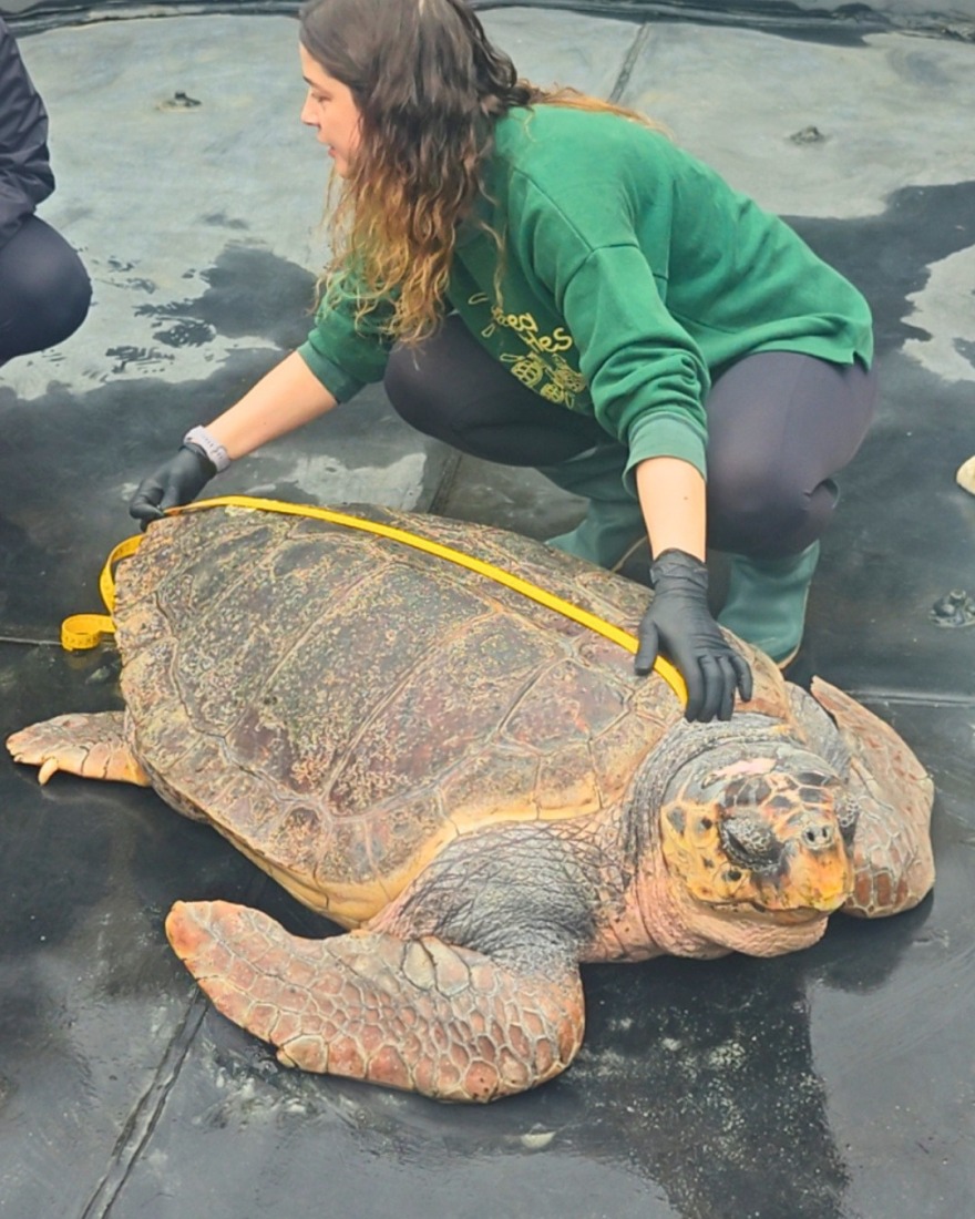 Από την κακοποίηση στην ελευθερία: Χελώνα γίγας 105 κιλών επιστρέφει στη θάλασσα μετά τη διάσωσή της στην Ελλάδα