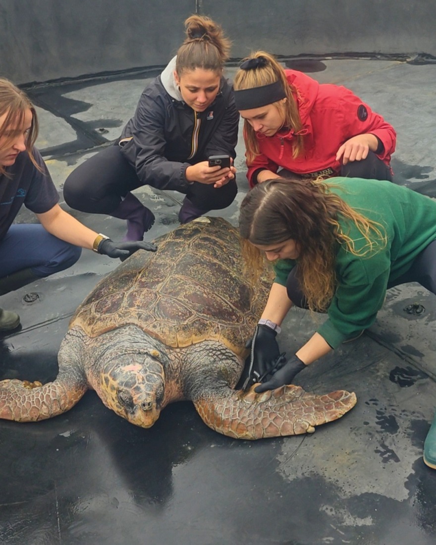 Από την κακοποίηση στην ελευθερία: Χελώνα γίγας 105 κιλών επιστρέφει στη θάλασσα μετά τη διάσωσή της στην Ελλάδα