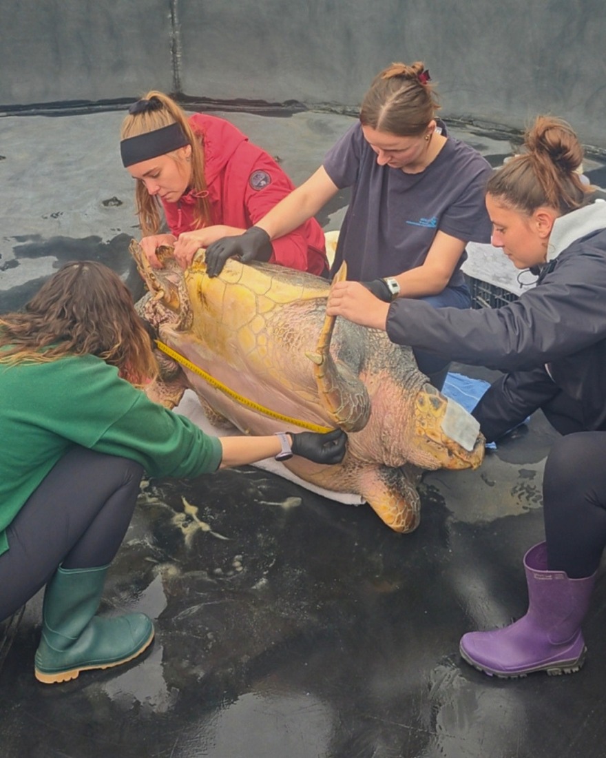 Από την κακοποίηση στην ελευθερία: Χελώνα γίγας 105 κιλών επιστρέφει στη θάλασσα μετά τη διάσωσή της στην Ελλάδα