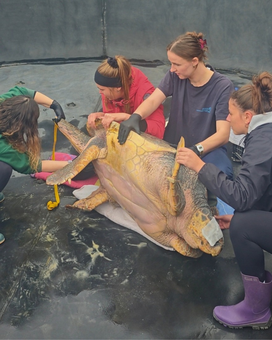 Από την κακοποίηση στην ελευθερία: Χελώνα γίγας 105 κιλών επιστρέφει στη θάλασσα μετά τη διάσωσή της στην Ελλάδα