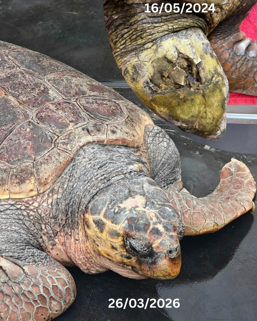 Από την κακοποίηση στην ελευθερία: Χελώνα γίγας 105 κιλών επιστρέφει στη θάλασσα μετά τη διάσωσή της στην Ελλάδα