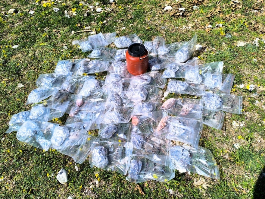 Oικολογικό έγκλημα στην ορεινή Ελλάδα: Σκοτώνουν με δηλητηριασμένα δολώματα ζώα και πουλιά