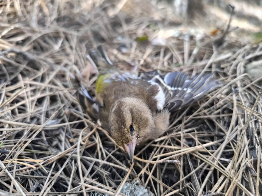 Oικολογικό έγκλημα στην ορεινή Ελλάδα: Σκοτώνουν με δηλητηριασμένα δολώματα ζώα και πουλιά