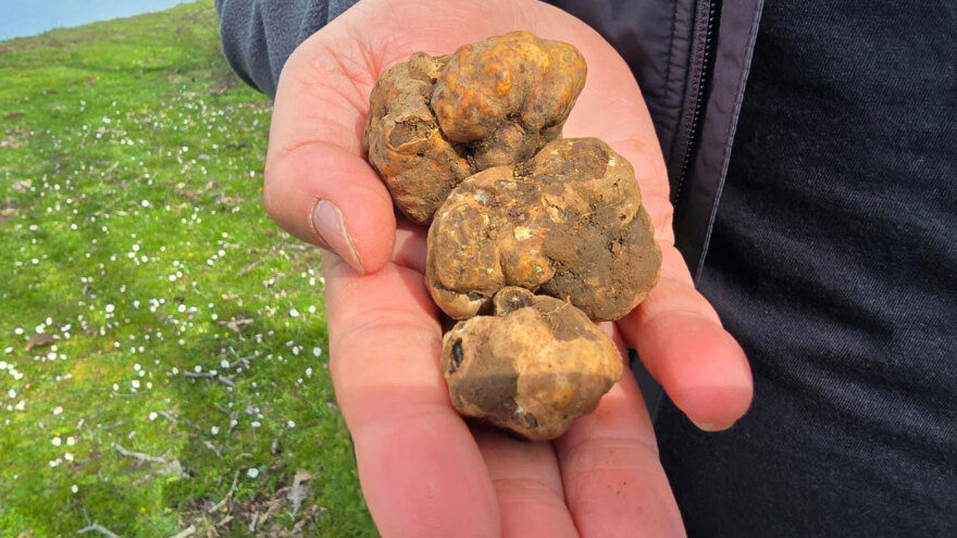 Οι φίλοι των μανιταριών καλωσόρισαν την άνοιξη στη Λίμνη Πλαστήρα, δείτε βίντεο και φωτογραφίες