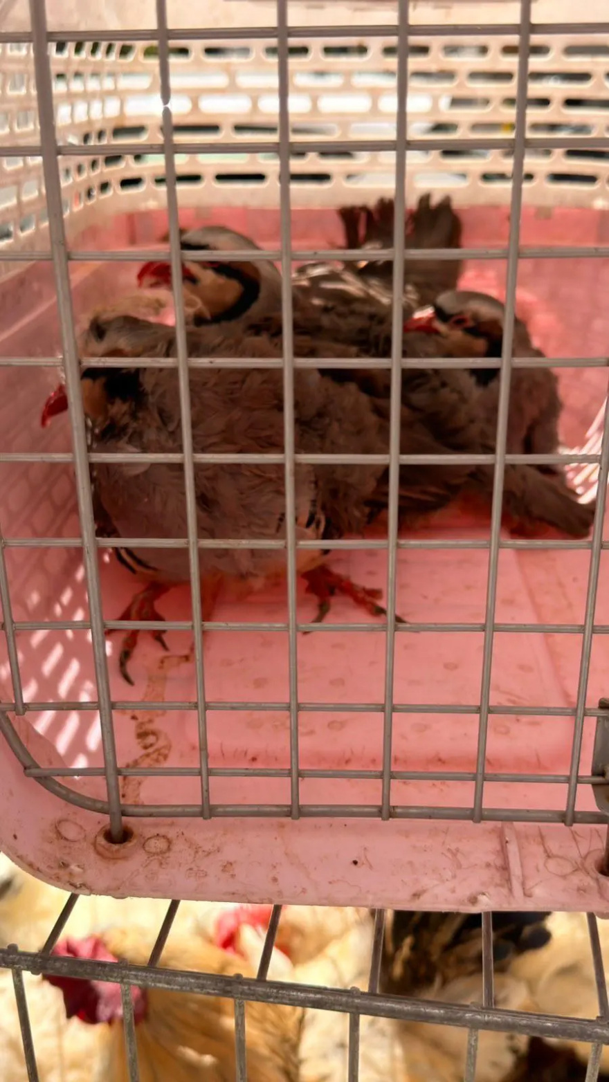 Δικογραφία για παράνομη εκτροφή ζώων στην ταράτσα στους Αμπελόκηπους: Κατσίκες, κότες, πάπιες σε ακατάλληλες συνθήκες διαβίωσης, βίντεο και φωτογραφίες