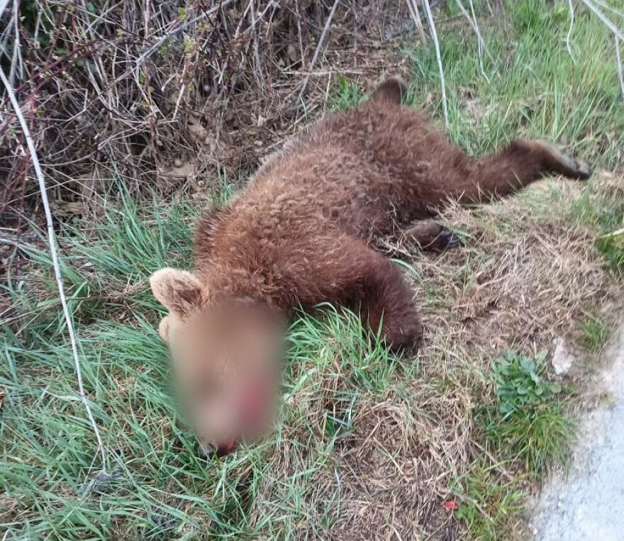 Αυτοκίνητο παρέσυρε και σκότωσε αρκουδάκι έξω από το Δροσερό Κοζάνης