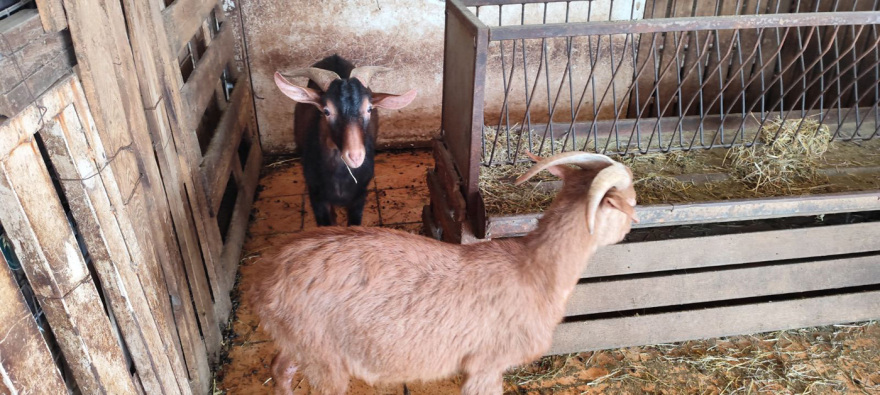 «Δεν έχουμε κάνει τίποτα παράνομο, στο ίδιο κτίριο στεγάζεται κι ο ΕΦΕΤ» λέει η οικογένεια με το κοτέτσι και τη στάνη στην ταράτσα των Αμπελοκήπων