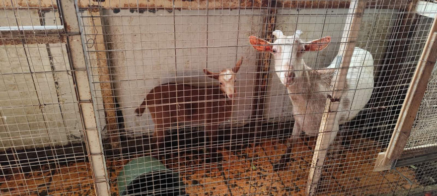 «Δεν έχουμε κάνει τίποτα παράνομο, στο ίδιο κτίριο στεγάζεται κι ο ΕΦΕΤ» λέει η οικογένεια με το κοτέτσι και τη στάνη στην ταράτσα των Αμπελοκήπων