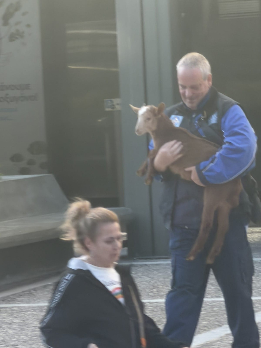 Βίντεο: Η στιγμή που κατεβάζουν κατσίκες, κότες και πάπιες από την ταράτσα-«μαντρί» στους Αμπελόκηπους