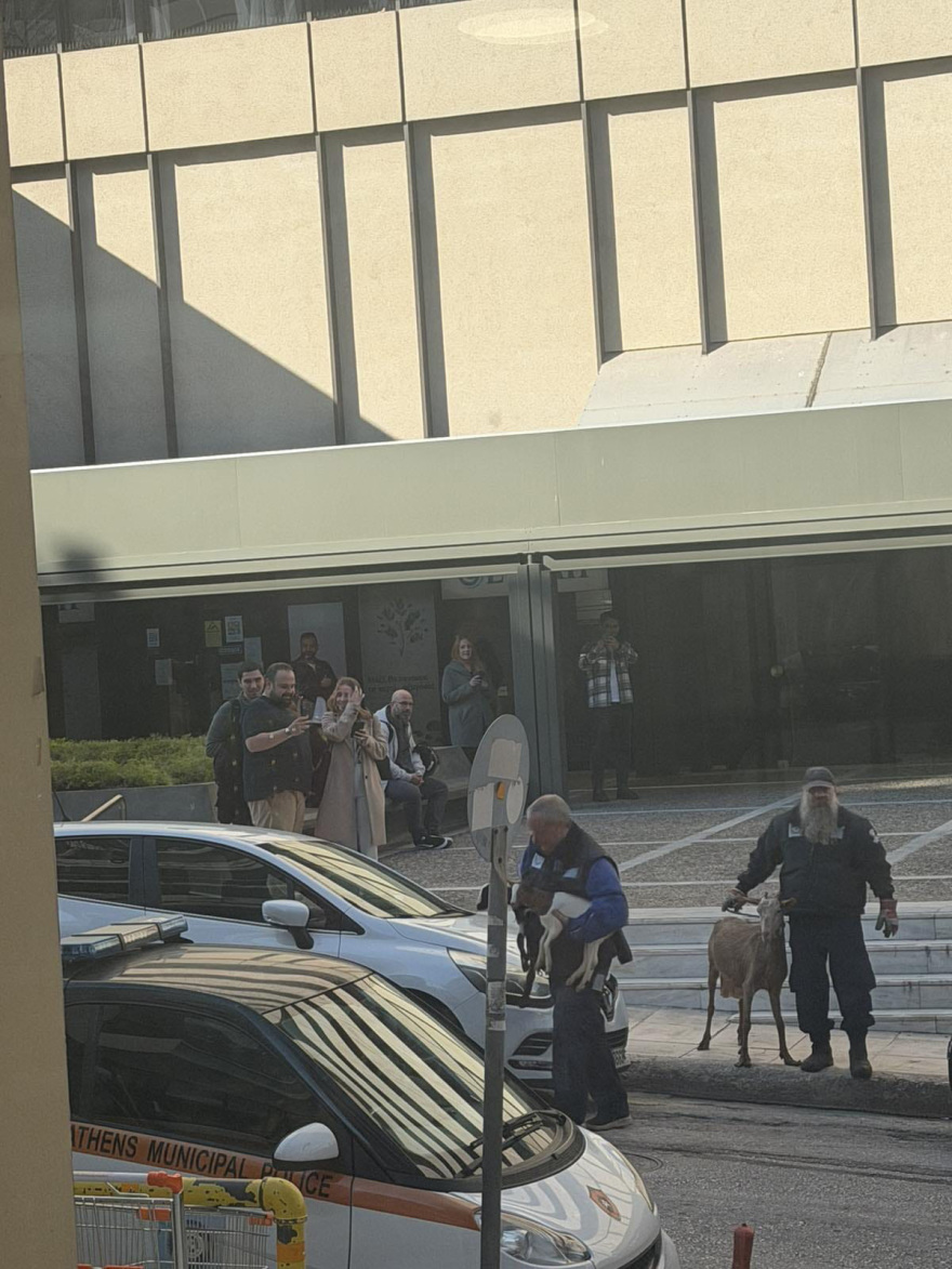 Βίντεο: Η στιγμή που κατεβάζουν κατσίκες, κότες και πάπιες από την ταράτσα-«μαντρί» στους Αμπελόκηπους