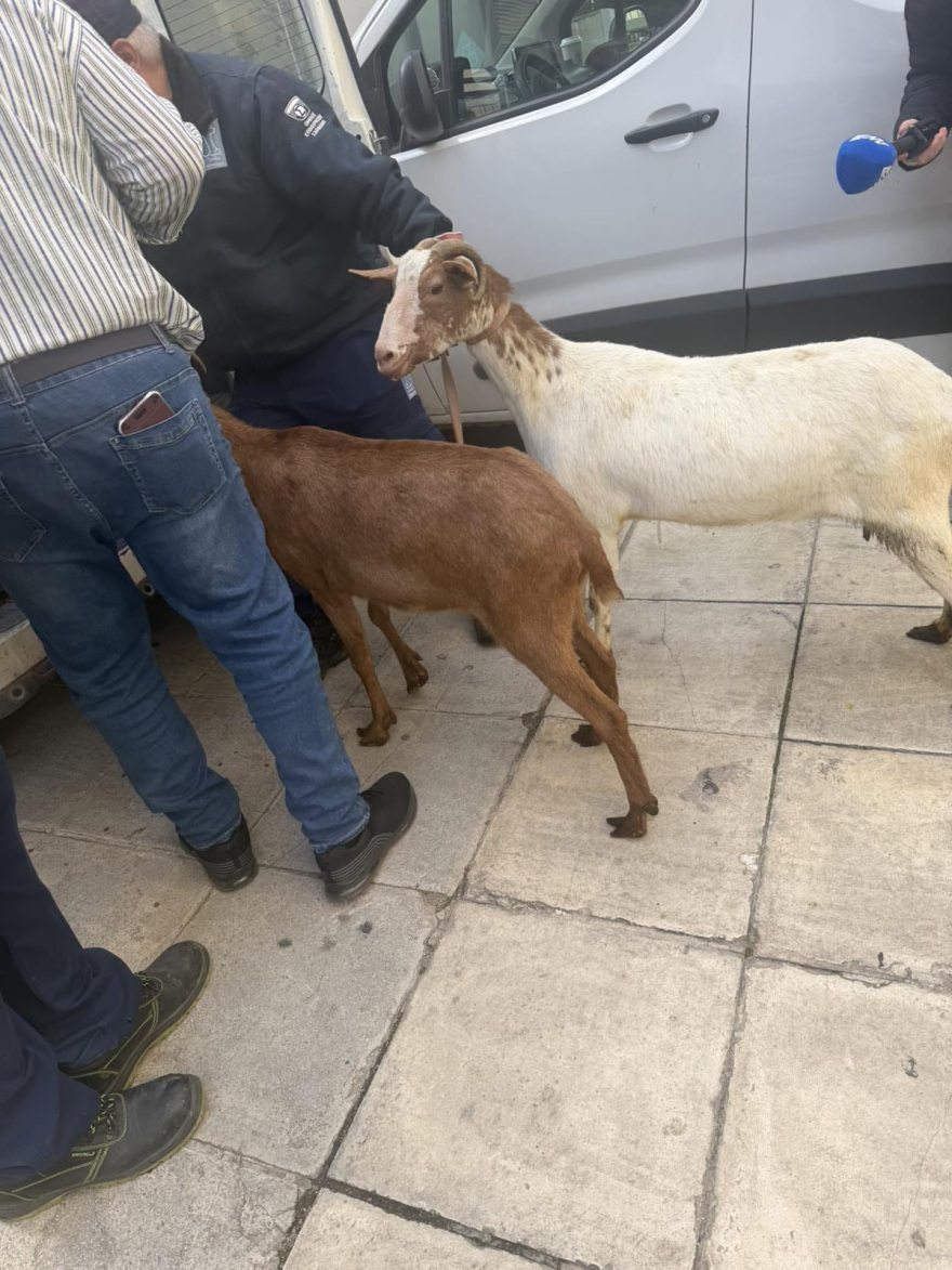 Βίντεο: Η στιγμή που κατεβάζουν κατσίκες, κότες και πάπιες από την ταράτσα-«μαντρί» στους Αμπελόκηπους
