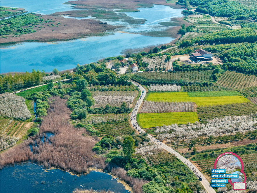 «Όταν ανθίζουν οι κερασιές της Πέλλας 2026», μία μεγάλη γιορτή γεύσης και παράδοσης
