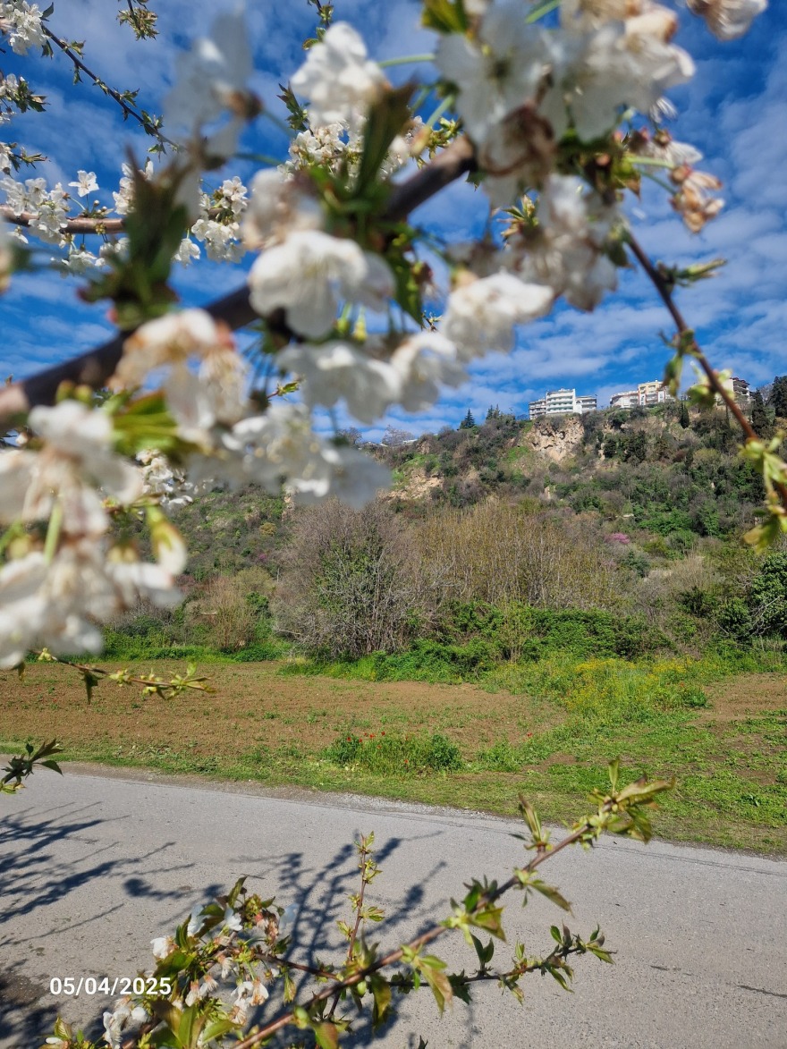 «Όταν ανθίζουν οι κερασιές της Πέλλας 2026», μία μεγάλη γιορτή γεύσης και παράδοσης
