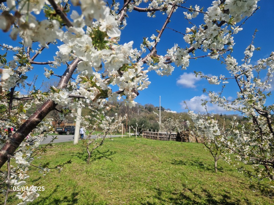 «Όταν ανθίζουν οι κερασιές της Πέλλας 2026», μία μεγάλη γιορτή γεύσης και παράδοσης
