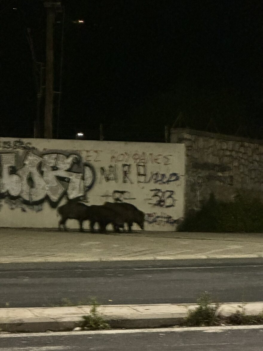 Αγριογούρουνα εμφανίστηκαν κοντά σε περιφερειακό δρόμο στον Βόλο
