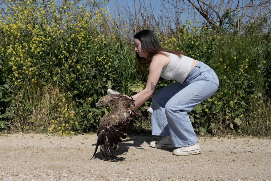 Θεσσαλονίκη: 12 Άγρια πουλιά επανεντάχθηκαν σε Καλοχώρι και Κορώνεια, δείτε φωτογραφίες
