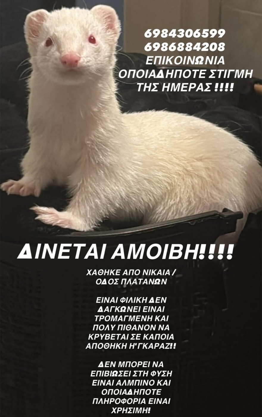 Χάθηκε οικόσιτο κουνάβι αλμπίνο στη Νίκαια, δίνεται αμοιβή σε όποιον το βρει
