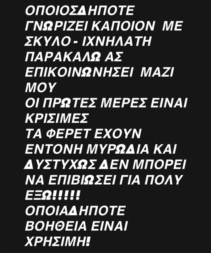 Χάθηκε οικόσιτο κουνάβι αλμπίνο στη Νίκαια, δίνεται αμοιβή σε όποιον το βρει

