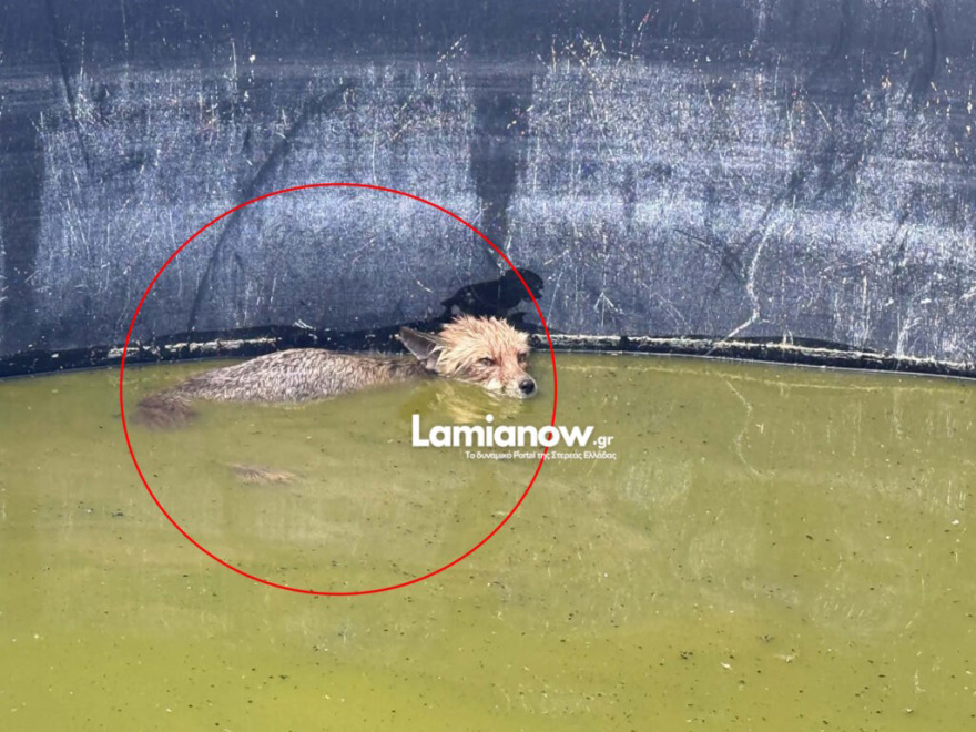 Αλεπού στη Λαμία εγκλωβίστηκε μέσα σε δεξαμενή νερού και την έσωσαν οι πυροσβέστες, δείτε βίντεο 