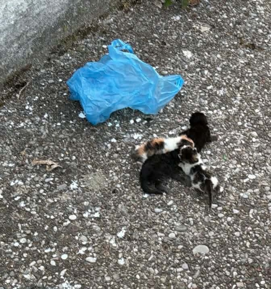 Μήνυση σε βάρος άνδρα στο Αγρίνιο: Φέρεται να εγκατέλειψε γατάκια σε σακούλα, συνελήφθη από τις Αρχές